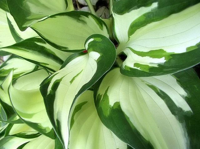 Varigated Hosta