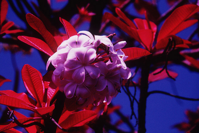Pretty flower, infrared film