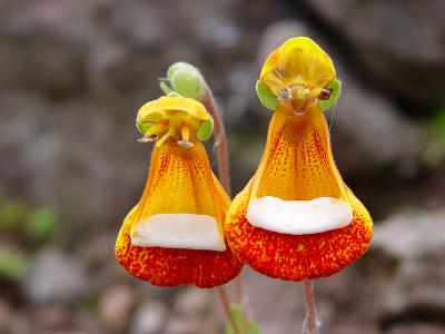 Darwins Pantoffelblume (Calceolaria darwinii)