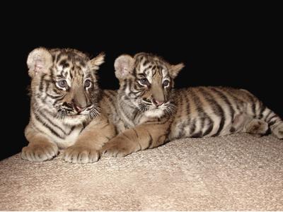Baby Bengal Brothers Born 6/02