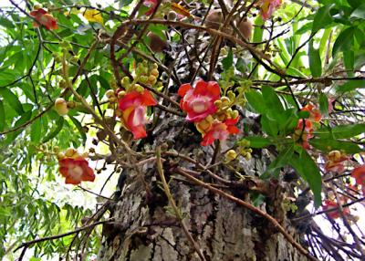 Cannon Ball Tree - Couroupita Guianensis