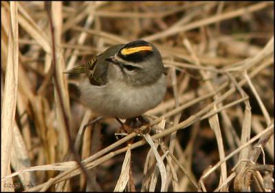 Golden-crowned Kinglet 4084