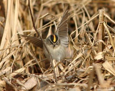 Golden-crowned Kinglet 4085