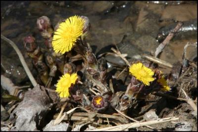 Coltsfoot 4161.jpg