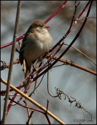 Field Sparrow 4122.jpg