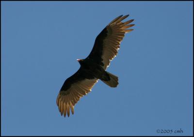 Turkey Vulture 4147.jpg