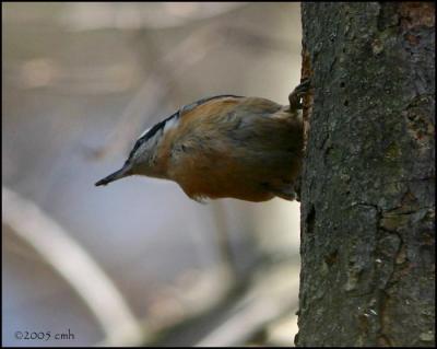 Red-breasted Nuthatch 4233.jpg