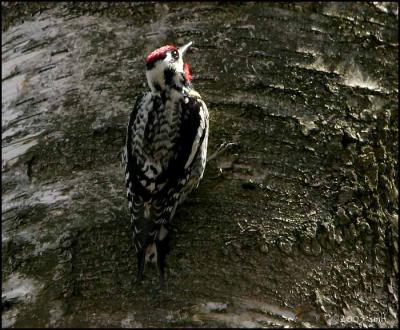 Yellow-bellied Sapsucker male 4221