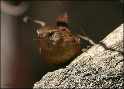 Winter Wren 4345 .jpg