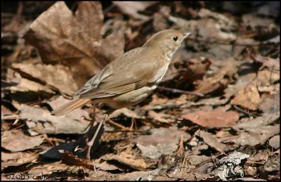 Hermit Thrush 4248.jpg