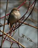 Field Sparrow 4122.jpg