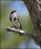 Yellow-rumped Warbler 4138.jpg