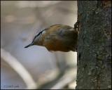 Red-breasted Nuthatch 4233.jpg