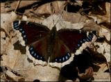 Mourning Cloak 4377.jpg