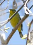 Palm Warbler yellow race 4358.jpg