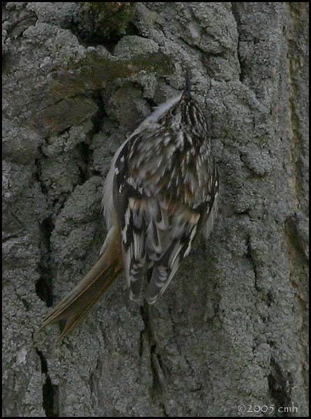 Brown Creeper 4062