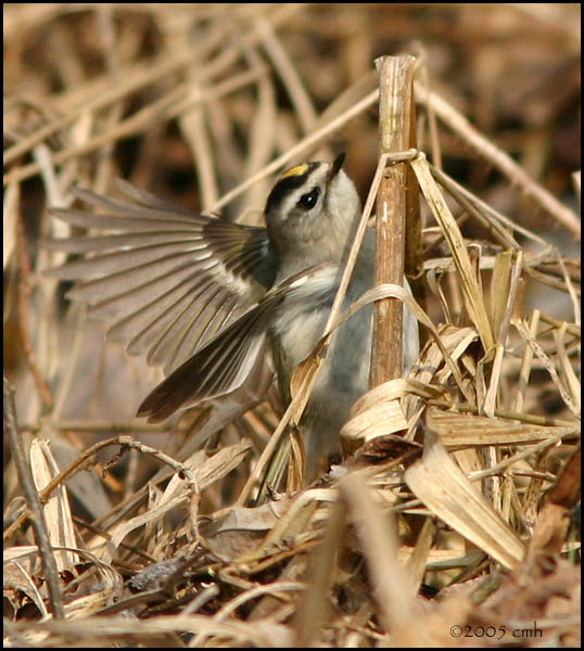 Golden-crowned Kinglet 4087