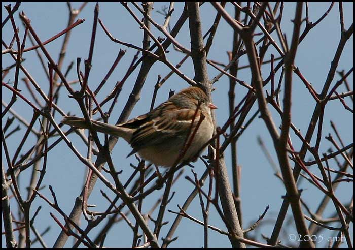 Field Sparrow 4114.jpg