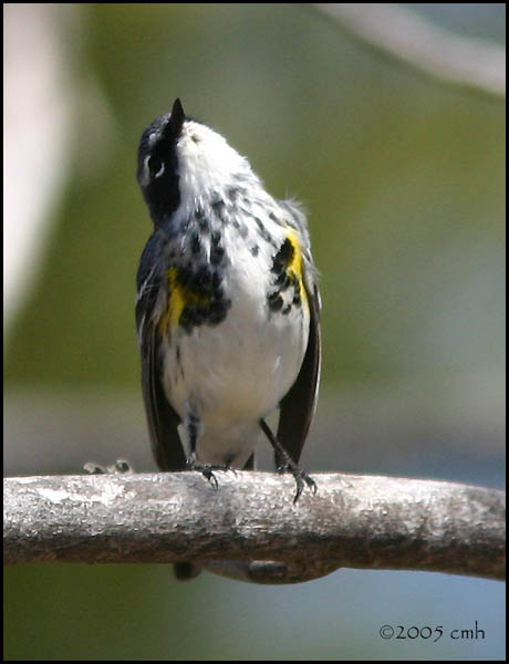 Yellow-rumped Warbler 4141.jpg