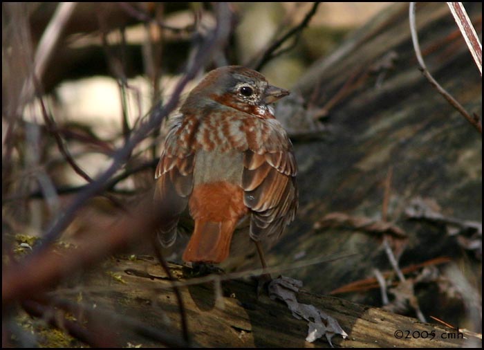 Fox Sparrow 4245.jpg