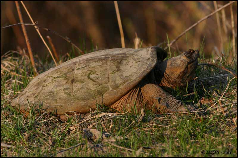 Snapping Turtle 4256.jpg