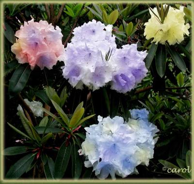 Dream rhodedendron