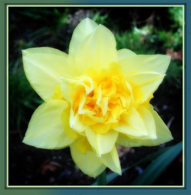 Daffodil with Gothic Glow