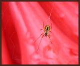 Spider on Azalea