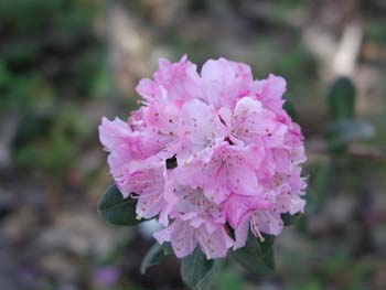 Miniature Rhodie from California