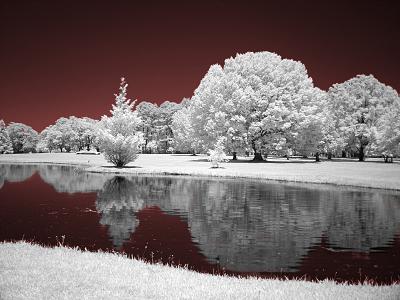 Brookgreen Gardens infrared 18