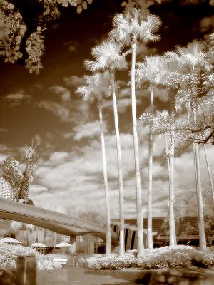 Walt Disney World infrared 9