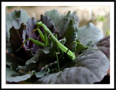 Baby Praying Mantis