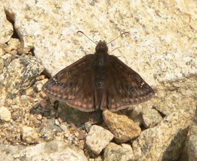 Juvenal's Duskywing - Erynnis juvenalis