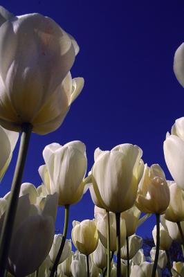 small tulips 2.jpg