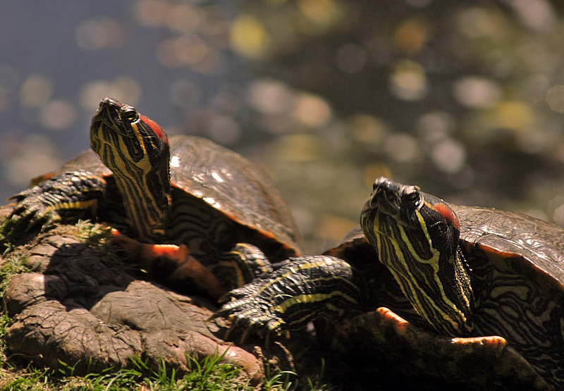 turtles basking in the sun