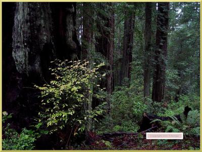 Tall Tree One - Redwood