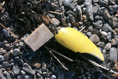 Shore Wrack