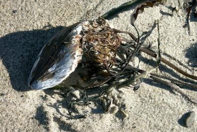 Mussel on Beach