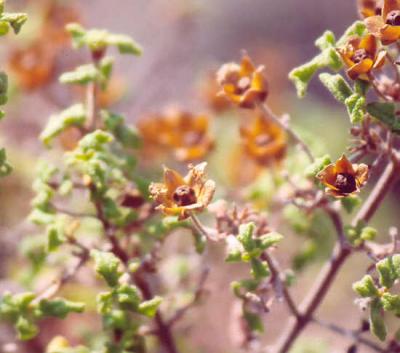 Prickly Flowers