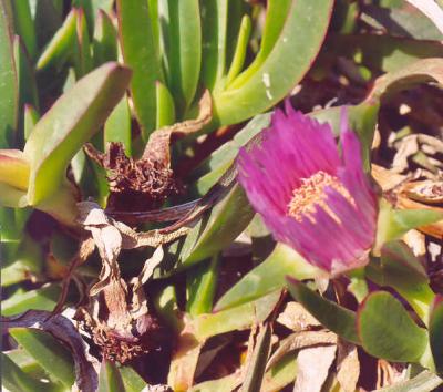 u12/cfrederick/medium/41498102.pinkflower.jpg
