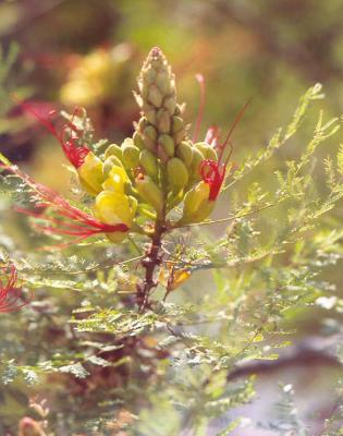 Turkish Flower