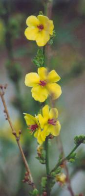 Yellow Flowers