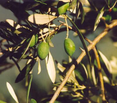 Olive