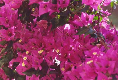 Hot Pink