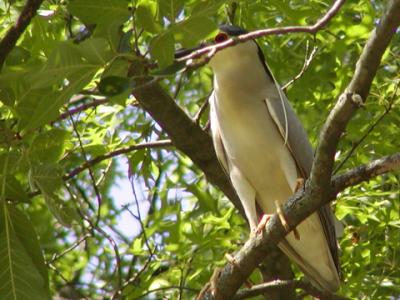 Black-crowned Night Heron