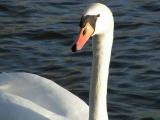 Mute Swan