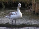 One of the cygnets from this spring