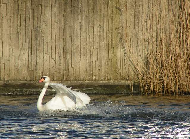Mute Swan landing
