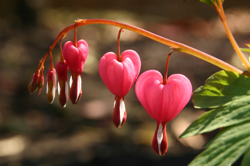 Bleeding Hearts