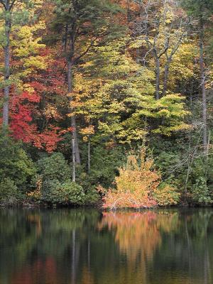 Fall Colors